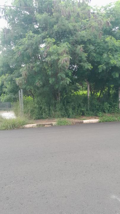 Foto 4 de 16 — Praça do Selmi Dei fica mais de 5 meses sem limpeza e moradores relatam aparecimento de cobras